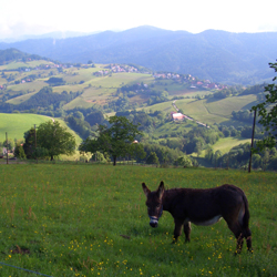 Steckenbühlhof Blick auf Horben mit Esel