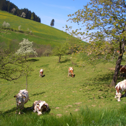 Steckenbühlhof - Kühe