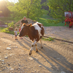 Steckenbühlhof - Kühe werden in den Stall getrieben